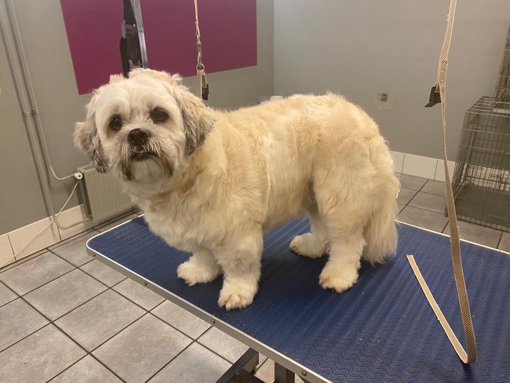 Lhasa Apso voor het knippen
