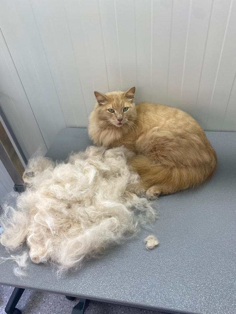 Ontwollen Maine Coon