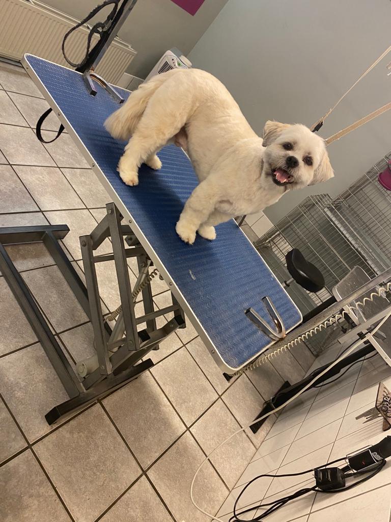 Lhasa Apso na het knippen