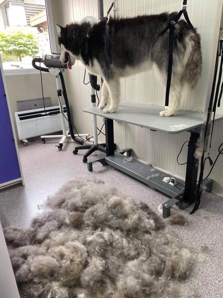 Ontwollen kruising Alaskan Malamute / Husky