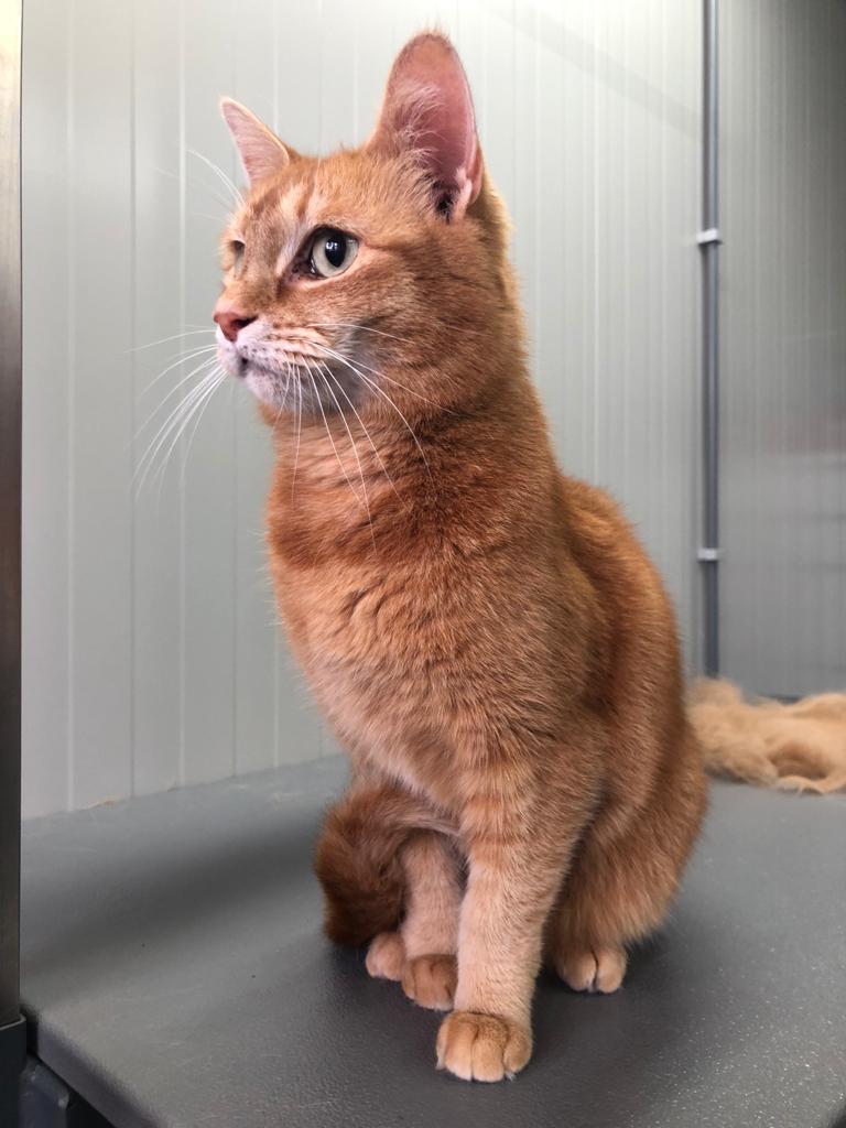Foto van een mooie kat