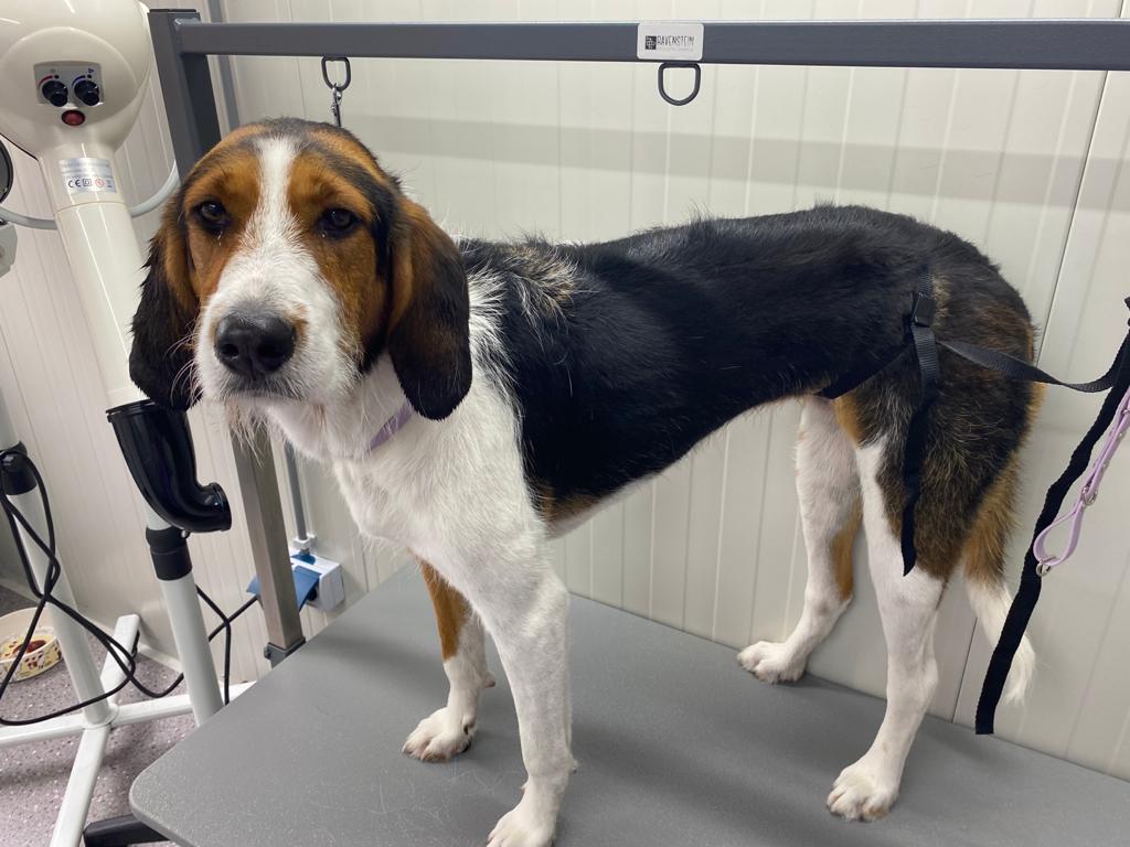 Plukken Amerikaanse Foxhound voor
