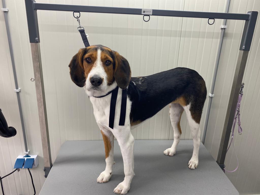 Plukken Amerikaanse Foxhound na