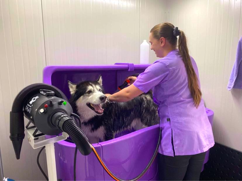 Slider afbeelding: Een Husky aan het wassen 1