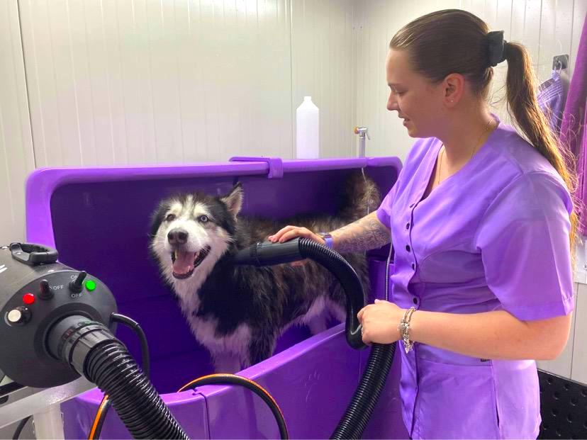 Slider afbeelding: Een Husky aan het wassen 2